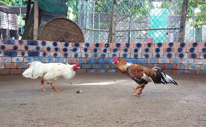 Đá Gà Hi88 - Bảo mật cao, an toàn trong giao dịch và thông tin
